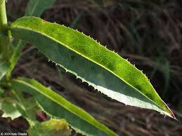 Image result for Lactuca ugandensis