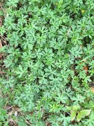 Cranesbill, or wild geranium, is a woodland perennial that readily spreads, forming flowering patches that bees when it pops up uninvited in your back yard, you may regard it as an unwanted weed. Dirt Doctor Library Topics