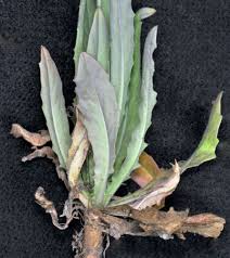 Image result for Turritis