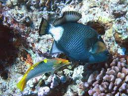 Titan Triggerfish Life Under The Sea Under The Sea Marine Life