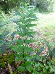 Image result for Cheilanthes viridis