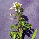 Image result for Nasturtium microphyllum