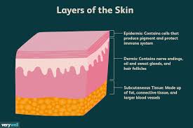 Strongly irritates skin and tissue. Skin Anatomy The Layers Of Skin And Their Functions