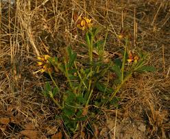 Image result for Eriosema