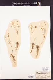 Image result for Psammotropha myriantha