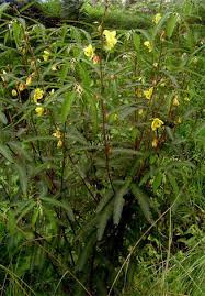 Image result for Chamaecrista mimosoides