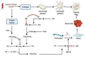 A number of proteins are involved in the series of events that lead to vertebrate blood clotting. Coagulation Cascade Depicting Blood Clot Formation Exposure Of Tissue Download Scientific Diagram