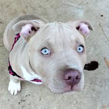 pitbull puppy pitbull puppies protective dogs puppies