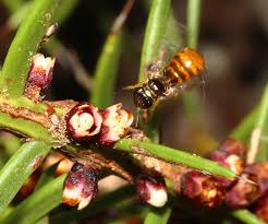 Image result for Pilostyles aethiopica