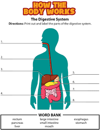 Activity Digestive System Digestive System For Kids Human Digestive System Digestive System Worksheet