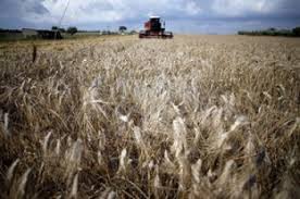 L Argentine Autorise L Exportation D 1 Million De Tonnes De Ble Et De 100 000 Tonnes De Farine Suivi Et Analyse Des Prix Alimentaires Fpma Organisation Des Nations Unies Pour L Alimentation Et