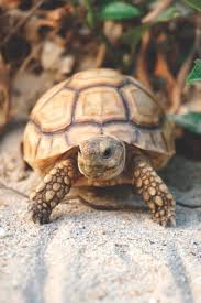 Image result for Grewia sulcata