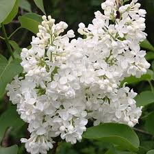 Flieder Syringa Vulgaris Lebedushka Russische Raritaten Stiefmutterchen Flieder Lila Blumenstrauss