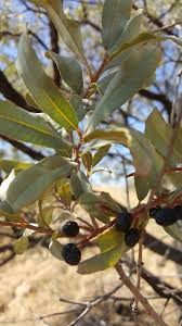 Image result for Ozoroa paniculosa