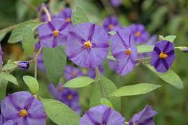 Image result for Lycianthes rantonnetii