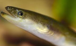 The Lazy Lizard S Tales Freshwater Eels Anguillidae Freshwater Eel Photo Fresh Water