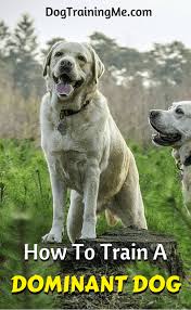 How To Train A Dominant Dog Dog Training Dog Behavior Aggressive Dog