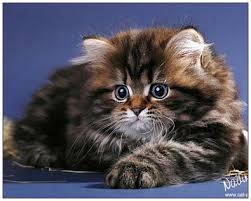 Pin By Lisa Luke On Stuff Animals Funny Cats Cats Kittens Cutest
