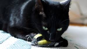 Bird Safe Cat Collar Canada Save The Birds Don T Let Cats Roam Free Campaign Urges Cbc News