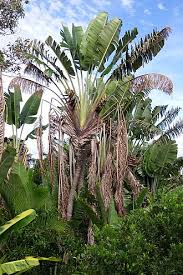 Image result for Strelitziaceae