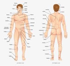 Teaching notes this activity is to revise students' knowledge of the male and female reproductive systems. Transparent Human Body Parts Clipart Human All Body Parts Name Hd Png Download Transparent Png Image Pngitem