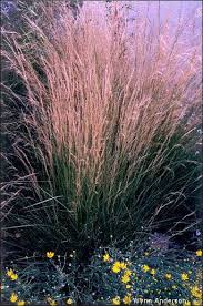 Image result for Aristida leucophaea