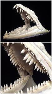 Barracuda Jaws Teeth Skull Animal Bones Animal Skeletons Animal Skulls