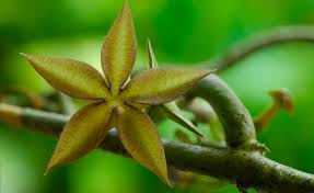 Image result for Ceropegia cimiciodora