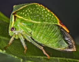 Image result for Oxyrhachis