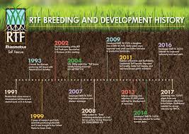 Rtf Rhizomatous Tall Fescue