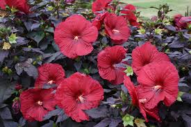 Image result for Hibiscus physaloides