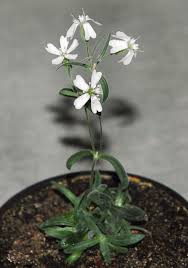 The key is to keep temperatures between 80 to 90 degrees fahrenheit using a plant heat mat. 32 000 Year Old Plant Brought Back To Life Oldest Yet