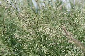 Maybe you would like to learn more about one of these? Brome Grass In The Hay Field Photograph By J Mccombie