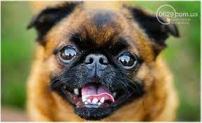 ckolko stoit kupit sobaku v mariupole novosti 21 maya 2020 g 0629 com ua
