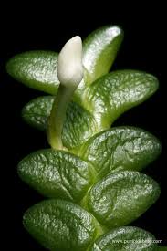Image result for Angraecum distichum