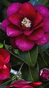 Pin On Flores Que Te Quero