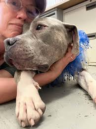 Rescue for Abandoned Mastiff Girl in El Dorado County