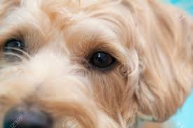 Check spelling or type a new query. Mix Dog Of Schnauzer And Poodle Stock Photo Picture And Royalty Free Image Image 47028722