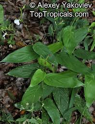 Image result for Maranta arundinacea