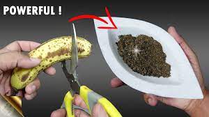 Dry the peels, then grind them into a fertilizer Right Way To Prepare Banana Peel Fertilizer And Tea To Increase Flowering Gkvks Gardening Tips And Store