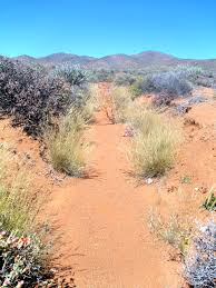 Image result for Stipagrostis uniplumis