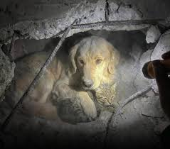 Family feared their dog was dead after house explosion — but a week later  hear an unexpected sound coming from the rubble... 😮❤️ Check the comments  for the full story: