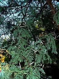 Image result for Acacia erioloba