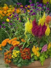 Make sure you give them plenty of room to expand—some can grow up to 40 feet wide. Must Have Fall Flowers For Colorful Garden The Gardening Plot