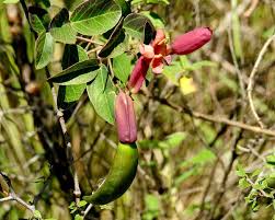 Image result for Dolichandra