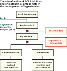 Mechanism Of Action Of Ace Inhibitors In Heart Failure And