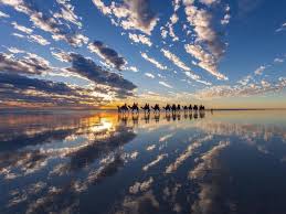 The camels were absolutely gorgeous and all seemed to be going very well until there came an issue when disembarking. Camel Rides Activity Tours Attractions In Broome