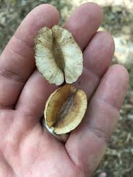 Image result for Combretum schumannii