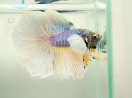 35 Stunning Betta Splendens Betta Betta Fish Types Betta Fish