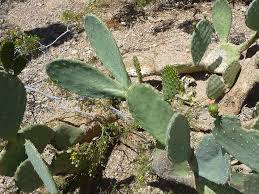The prickly pear is opuntia: Opuntia Laevis Smooth Prickly Pear